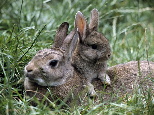 Cutest Bunny